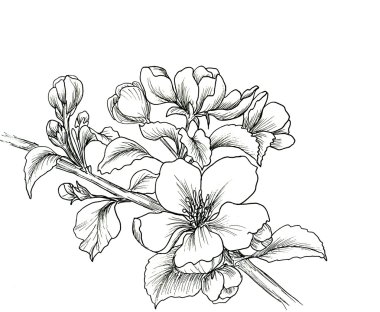 Kiraz çiçeği el çekilmiş Şubesi