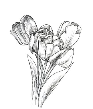 tasarımınız için dekoratif Lale el çekilmiş