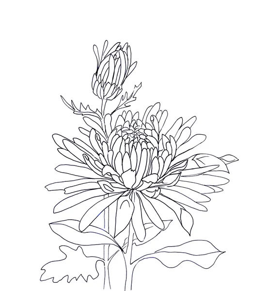 Fiore disegnato a mano aster — Foto Stock