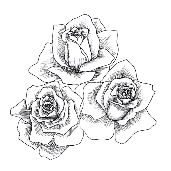 Highly detailed hand drawn roses. — Stock Photo, Image