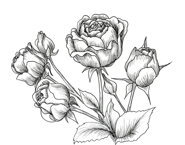 Rose disegnate a mano altamente dettagliate . — Foto Stock