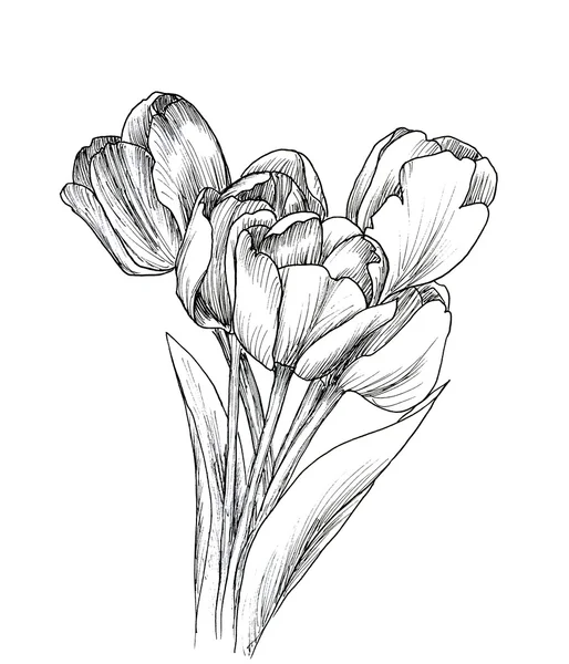 Ručně tažené dekorativní tulipány pro návrh — Stock fotografie