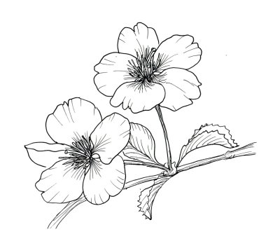 Kiraz çiçeği el çekilmiş Şubesi