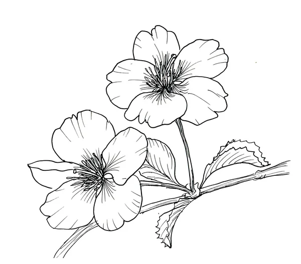 Kiraz çiçeği el çekilmiş Şubesi