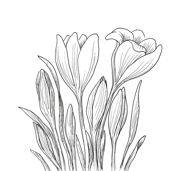 Ręcznie rysowane krokus kwiat. — Zdjęcie stockowe