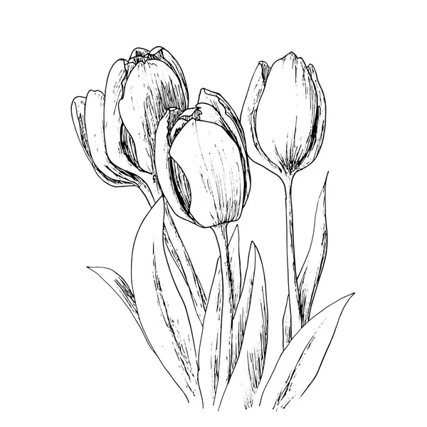 Beyaz arkaplanda laleler.