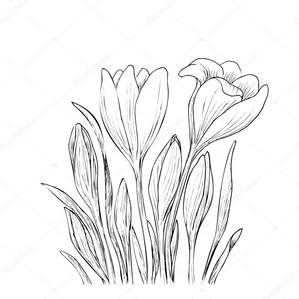 Crocus Flower Drawing Hand Drawn Crocus Flowers Stock Vector C Valenty 104817186