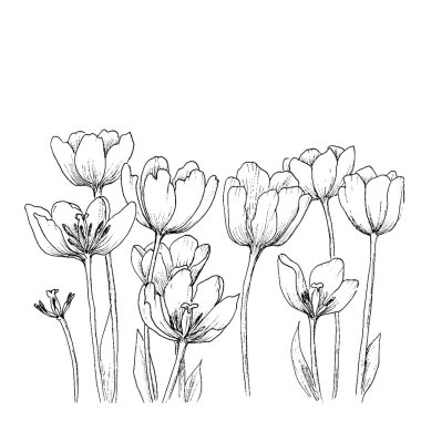 Beyaz arkaplanda laleler.