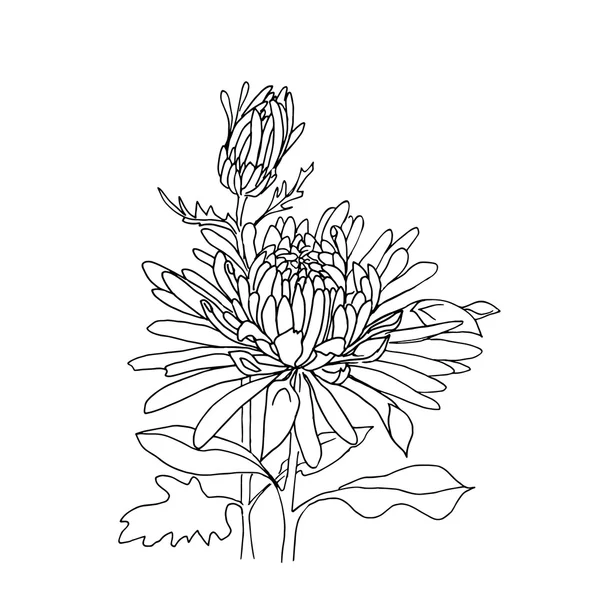 Bloem hand getrokken aster — Stockvector