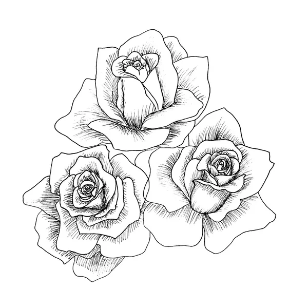 Rosas desenhadas à mão altamente detalhadas . —  Vetores de Stock