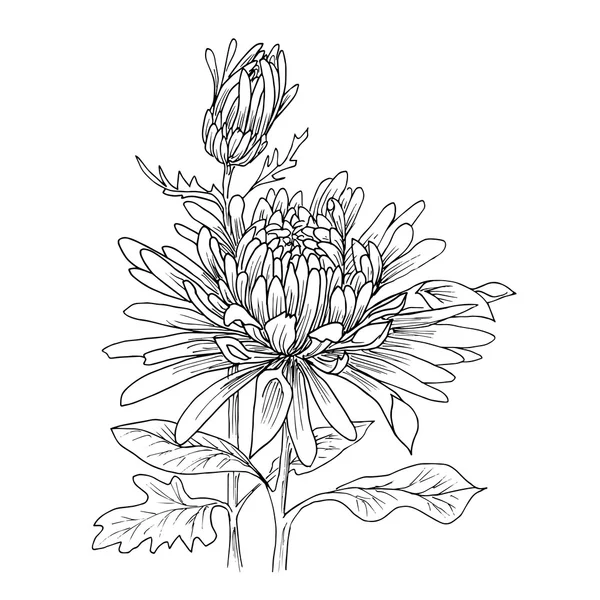 Fleur dessinée à la main aster — Image vectorielle