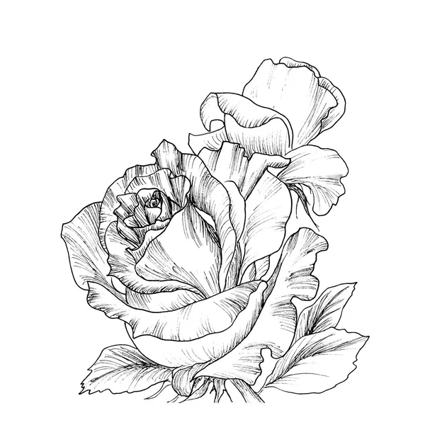 Roses dessinées à la main très détaillées . — Image vectorielle