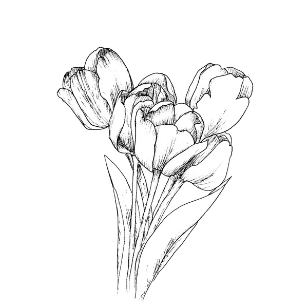 Tulpaner på en vit bakgrund. — Stock vektor