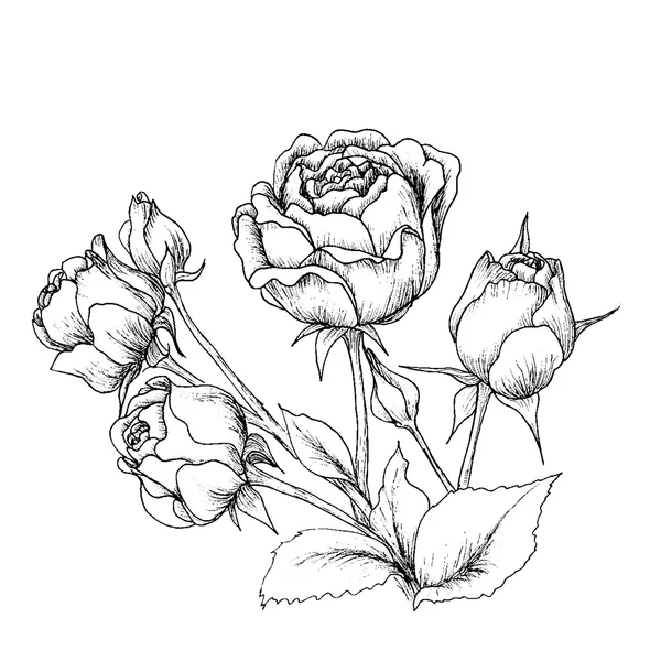 Rosas desenhadas à mão altamente detalhadas . — Vetor de Stock