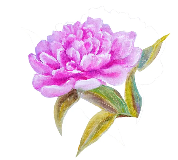 Peonia isolata su bianco, pittura a olio — Foto Stock