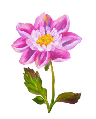 beyaz izole Şakayık.