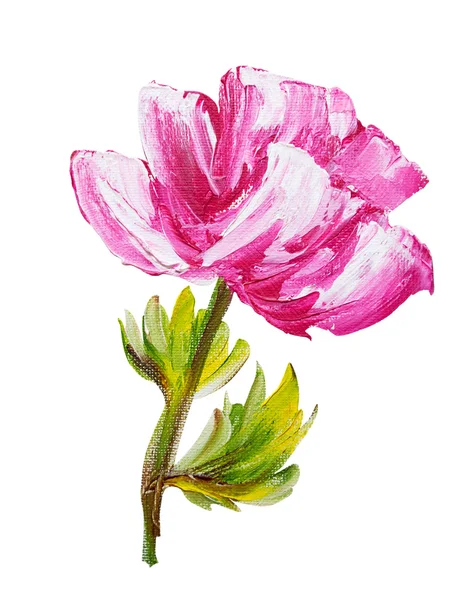 Peony isolated on white, oil painting — Stock Photo, Image