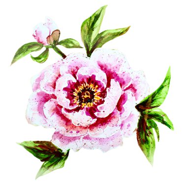 Suluboya Şakayık çiçeği boyalı