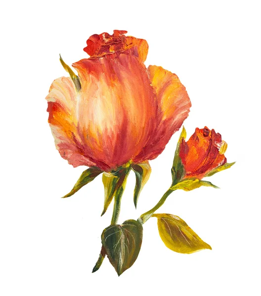 Rose isolate su bianco, pittura ad olio — Foto Stock