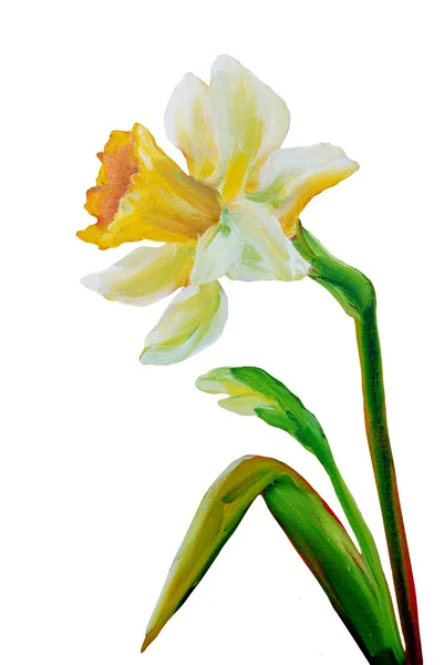 Narcissus olieverfschilderij. — Stockfoto