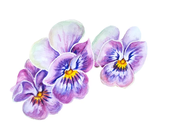 Tender pansies flowers. — Stock Photo, Image