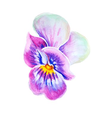 İhale Hercai Menekşe çiçek.