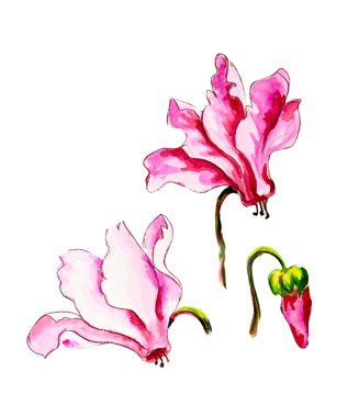 Cyclamens. Watercolor painting. clipart