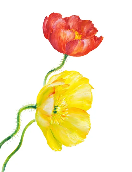 Poppy amarelo isolado no branco — Fotografia de Stock