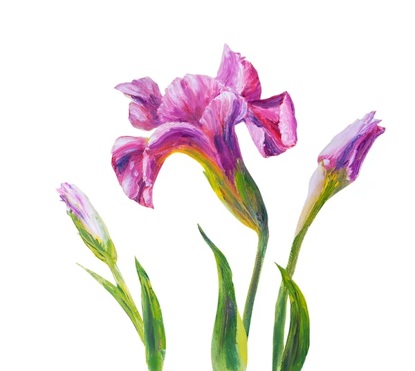 Iris, peinture à l'huile sur toile — Photo