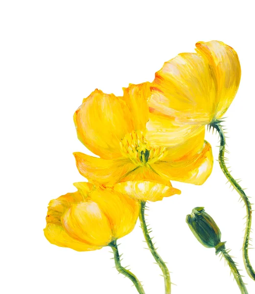 孤立在白色的黄色罂粟 — 图库照片