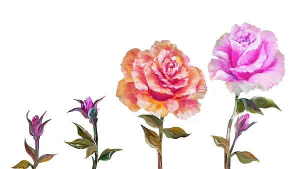 Rose izolovaných na bílém, olejomalba — Stock fotografie
