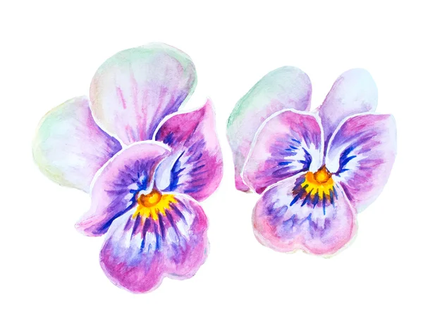 温柔的紫罗兰花. — 图库照片