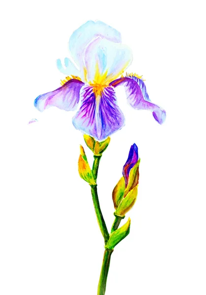 Iris, aquarelle — Photo