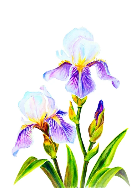 Iris, akvarell — Stockfoto