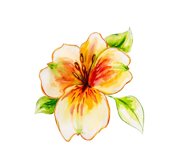 Fiori primaverili Pittura ad acquerello . — Foto Stock