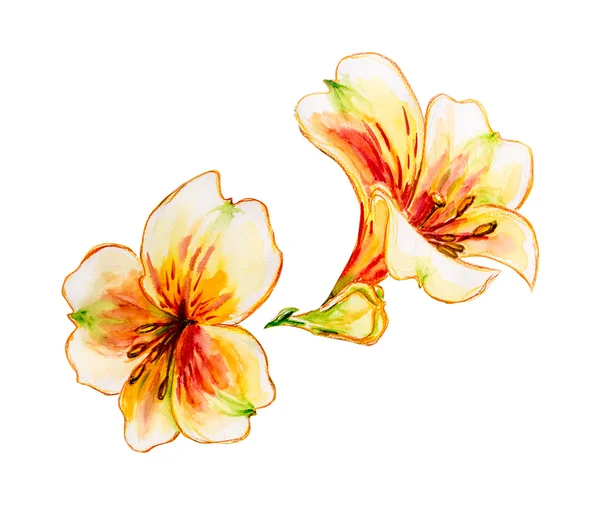 Lente bloemen aquarel. — Stockfoto