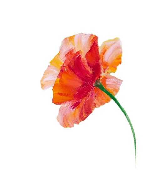 Papaver geïsoleerd op wit — Stockfoto