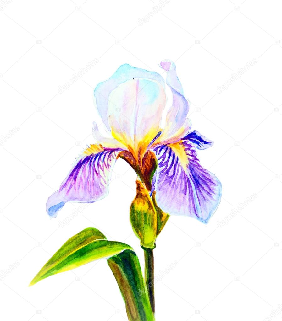 Irises, watercolor