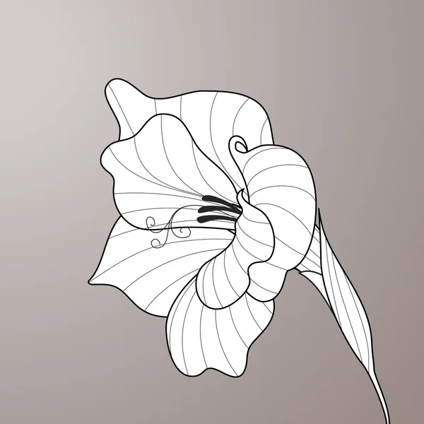 Gladiole des fleurs. Art graphique contour — Image vectorielle