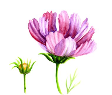 suluboya kozmos çiçekleri