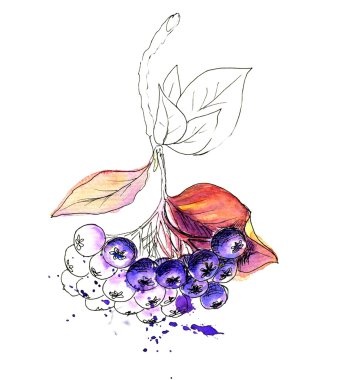 Sulu Boya gerçekçi boyama. Aronia çilek. Chokeberry