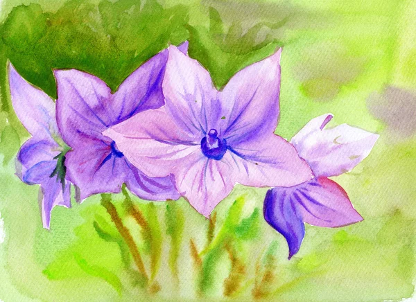 Pintura acuarela Campanula, flores — Foto de Stock