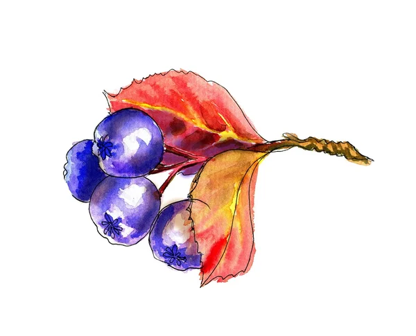 Watercolor realistic painting. Aronia berries. Chokeberry — Stock Photo, Image