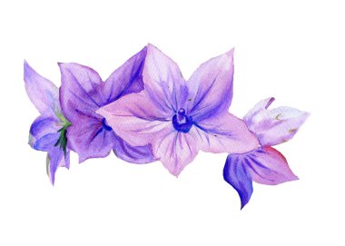 Watercolor painting Campanula, flowers clipart