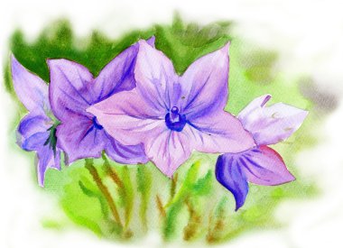Suluboya resim çan çiçeği, çiçek