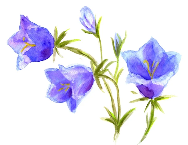 Bellflowers, acuarela Campanula — Foto de Stock