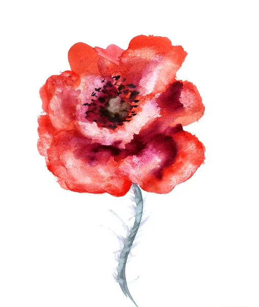 Watercolor flower poppy — Stock Photo, Image