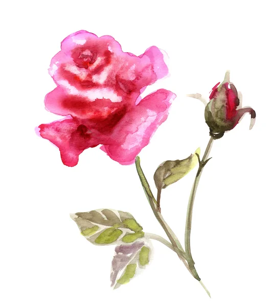 सुंदर गुलाब फूल — स्टॉक फ़ोटो, इमेज