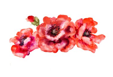 Suluboya çiçek haşhaş