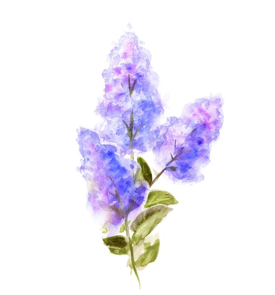 Handbemaltes Aquarell Blume Flieder — Stockfoto